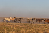 Fototapeta Sawanna - Herd of Wild Horses in the Utah Desert