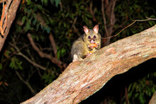 Australian Possum At Night.