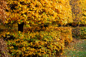 Yellow bushes in the autumn park