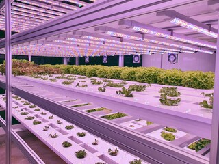 Poster - Fresh Vegetables are growing in indoor farm/vertical farm.