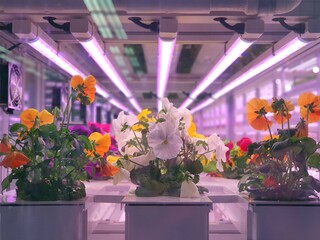 Poster - Fresh Vegetables are growing in indoor farm/vertical farm.