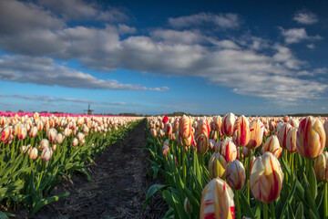 Wall Mural - beautiful white and red tulips on field with windmill