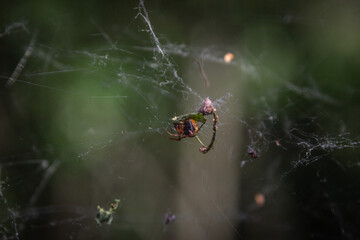 the spider weaves its web. macro photography of insects