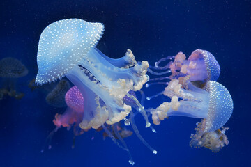 Many colored and white jellyfish in blue water