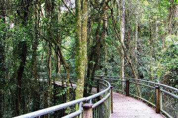 Sky Walk Dorrigo Rainforest, New South Wales, Australia