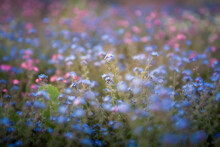 Selective Focus On A Group Of Blue Flowers And A Field Of Blue, Purple And White Flowers Out Of Focus In The Foreground And Background