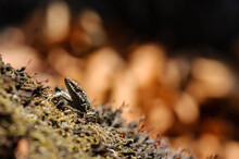 The Lizard, Hidden Behind A Moss-covered Tree Trunk, Looks Around.