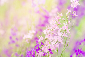 Wall Mural - Summer background with flowers. Purple and pink wild flowers