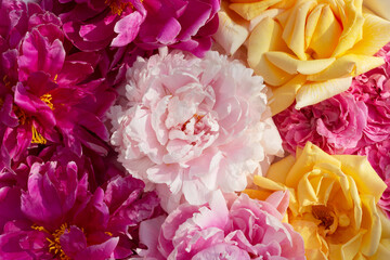 Wall Mural - Summer blooming pink peonies and yellow roses. Beautiful floral background.
