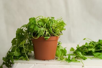 Canvas Print - Coriander fresh leaves in the brown pot