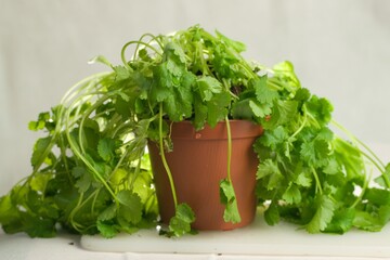 Canvas Print - Coriander fresh leaves in the brown pot