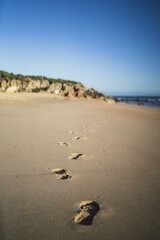 Wall Mural - Vertical shot of a series of footprints on a sandy beach under the clear blue sky