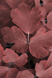 Fototapeta Łazienka - Blurry image of colorful leaves background, red color. Abstract nature background.