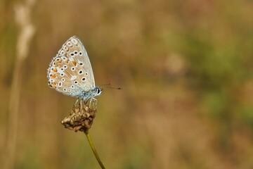 butterfly on a flower