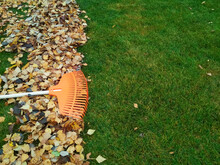Pile Of Fall Leaves With Fan Rake On Lawn