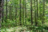Fototapeta Perspektywa 3d - trees in the talladega national forest, cheaha mountain, alabama, usa