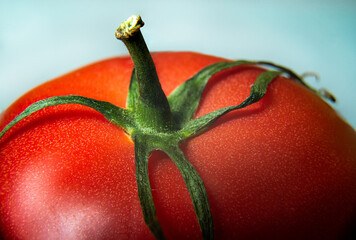 Close up on a juicy red tomato. The concept of eating vegetables and fruit. A macro closeup of a tomato branch.