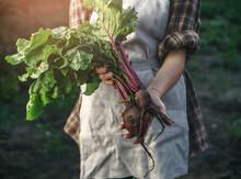 Farmers Holding Fresh Beetroot In Hands On Farm At Sunset. Woman Hands Holding Freshly Bunch Harvest. Healthy Organic Food, Vegetables, Agriculture, Close Up