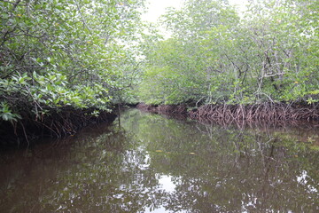 Sticker - Mangrove à Lembongan, Indonésie