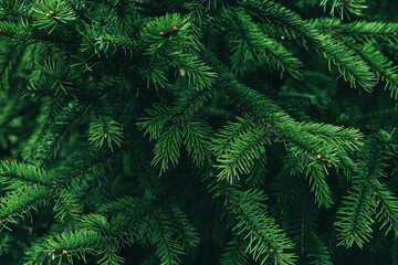 Background of Christmas tree branches. Natural wallpaper. Natural backdrop for your design. Flat lay. Copy space.
