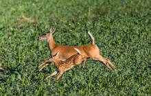 Mother Deer And Baby Run And Leap Through Grass Farm Field In Early Morning Baby Crosses Over
