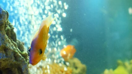 Wall Mural - Close up of a group of goldfishes swimming in the aquarium with green seaweed. Stock footage. Small beautiful fishes swimming behind the glass aquarium wall.