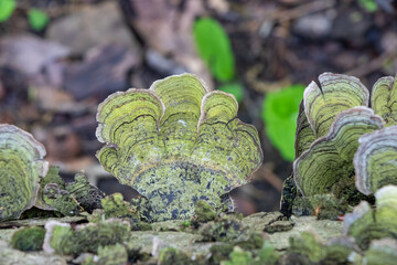 Stereum ostrea muhsroom growing on a log