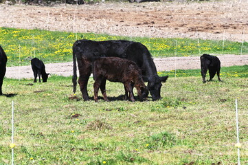 Poster - Angus Cow and Calves