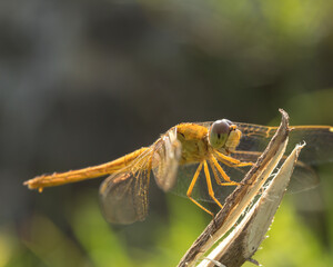 Wall Mural - Beautiful image of a yellow dragonfly resting on a twig 