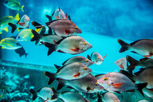 Fish Swimming In Okinawa's Churaumi Aquarium_10