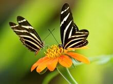 Pair Of Zebra Butterflies (Heliconius Charithonia) On The Yellow Flower Against Blurred Background