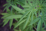 Fototapeta Natura - Close-up of marijuana plant growing at outdoor cannabis farm.