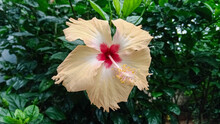 Hibiscus Is A Genus Of Flowering Plants In The Mallow Family, Malvaceae. The Genus Is Quite Large, Comprising Several Hundred Species That Are Native To Warm Temperate, 