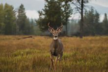 Buck Mule Deer At Glacier National Park