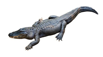 Wall Mural - Closeup of an American crocodile under the lights isolated on a white background