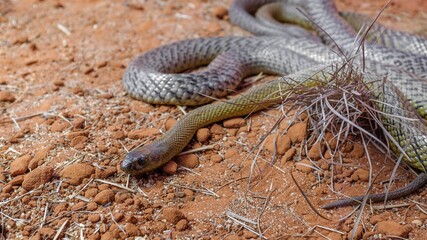 Poster - Closeup shot of a snake crawling on a red ground under the sunlight