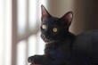 portret trzymiesięcznego czarnego kotka