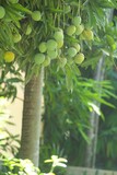 Fototapeta  - drzewo mago z owocami