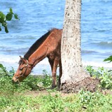 Fototapeta Storczyk - horse on the beach