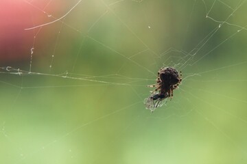 Sticker - Extreme closeup of a spider in the middle of its web against a green background