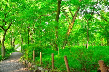 美しい森林・釜の淵公園（東京都青梅市）/Beautiful forest・Kamanofuchi Park（Ome City in Tokyo）
