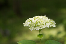 Hydrangea Is A Garden Ornamental Flowering Plant