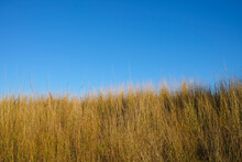 Wild Dry Yellow Grass Against Blue Sky