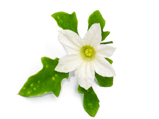 Close up ivy flower on white background.