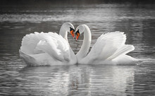 Romantic Swan Couple In Love