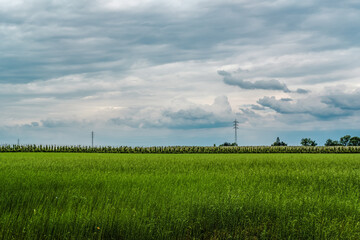 power lines on green field