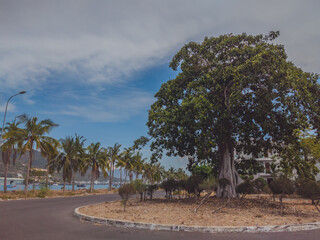 Big old tree in modern comfortable village near sea and palms under blue sea