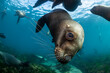 South American sea lions, Nuevo Gulf, Valdes Peninsula, Argentina.