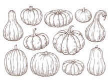 Pumpkins Sketch Set. Vector Hand Drawn Engraving Collection. 
