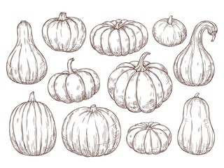 Pumpkins sketch set. Vector hand drawn engraving collection. 